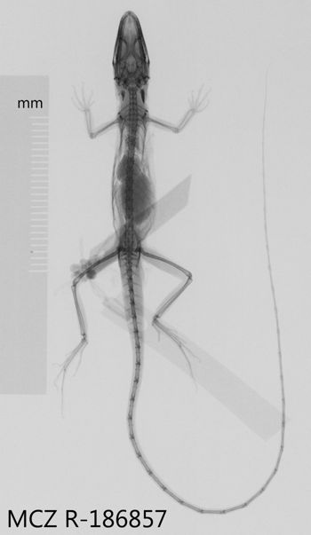 Media type: image;   Herpetology R-186857 Aspect: dorsoventral x-ray